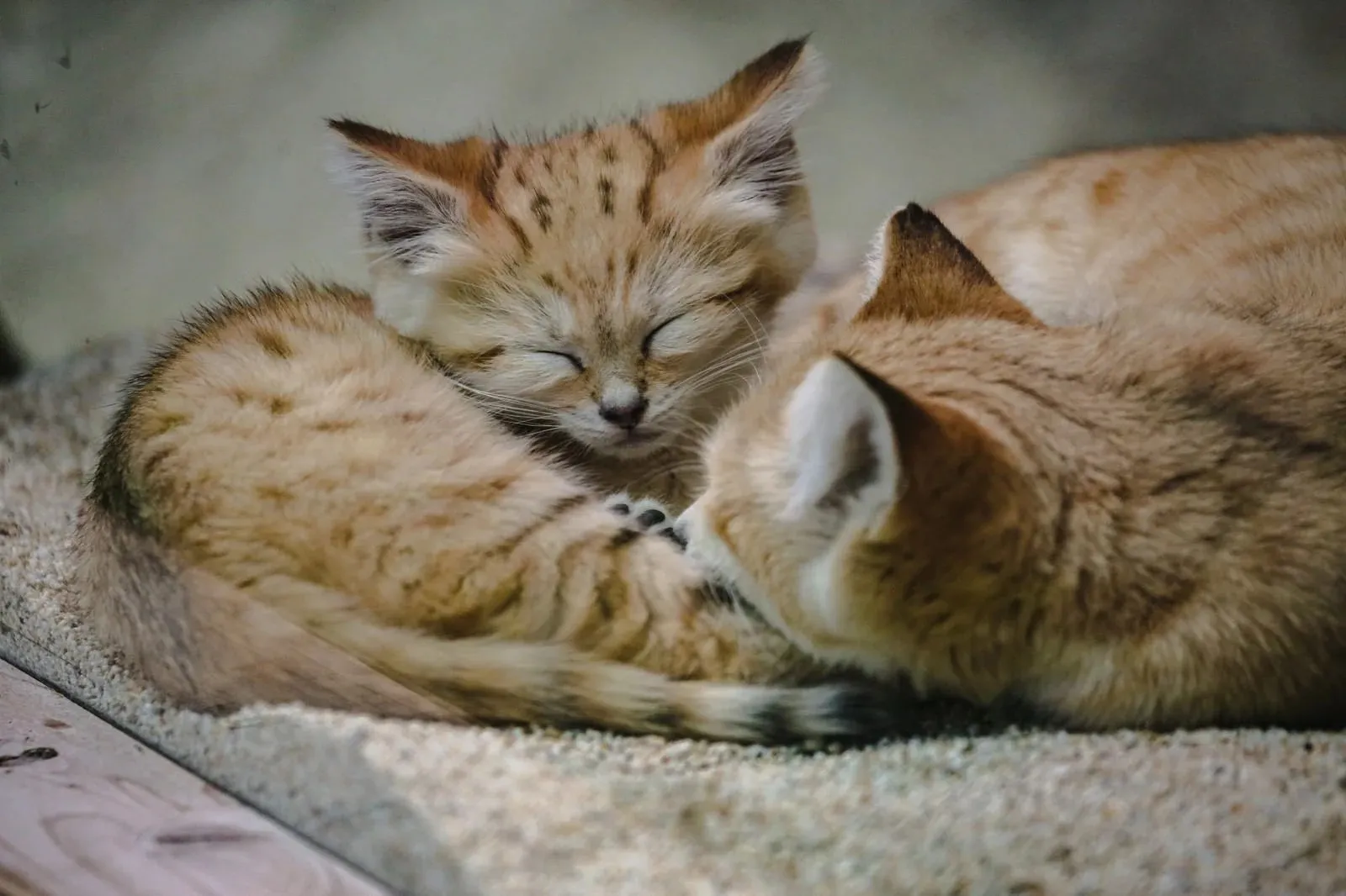 猫の去勢手術はいつ行なうのがいい？