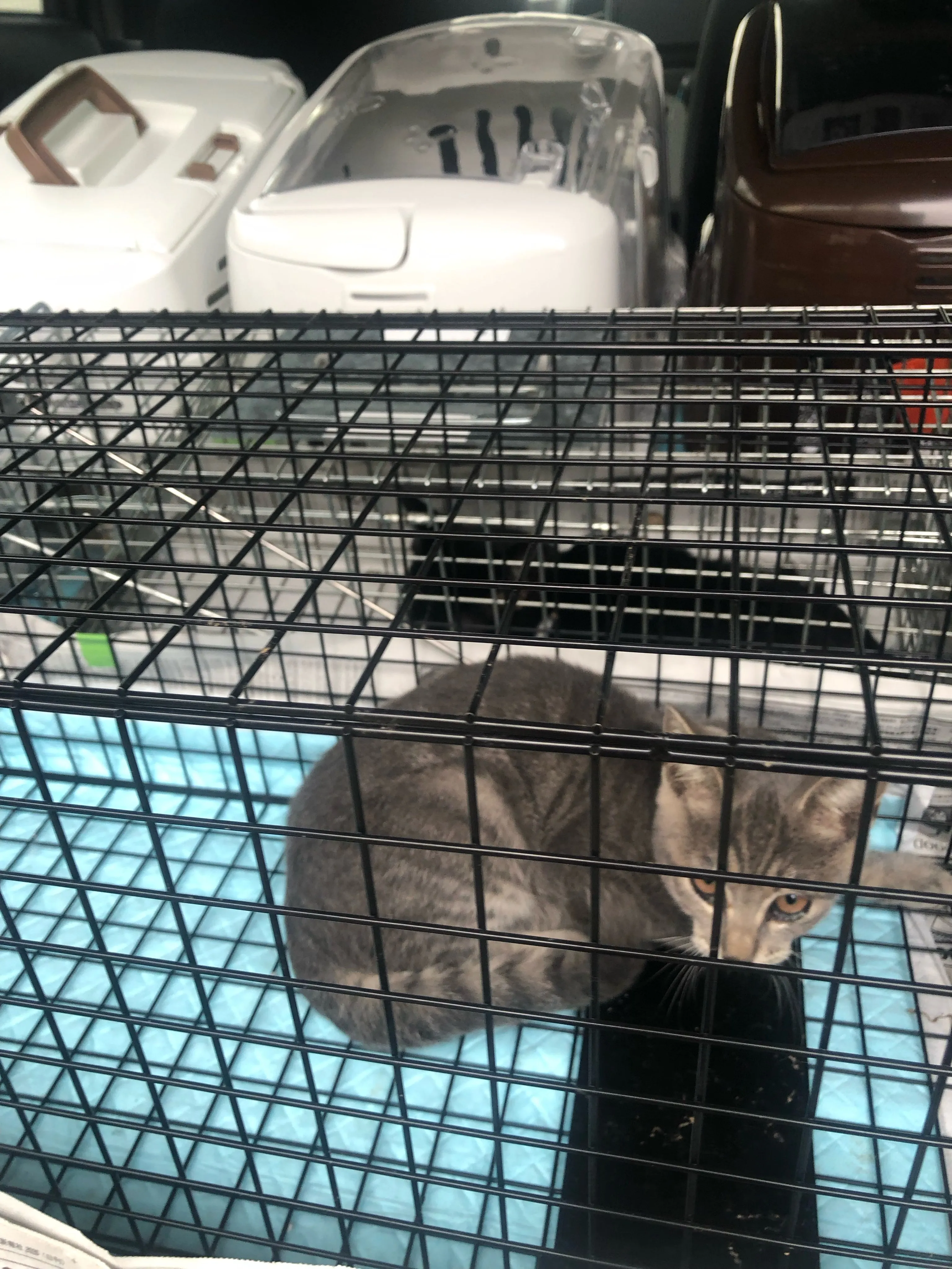 保護猫さんの不妊去勢手術後のお迎えです！里親さんが早く見つか...