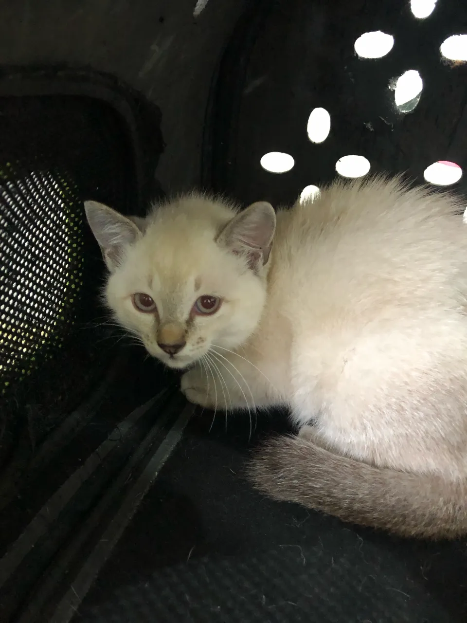 野良猫さん3匹の手術をしてきました。