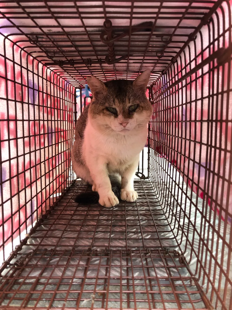 野良猫さん3匹の手術をしてきました。