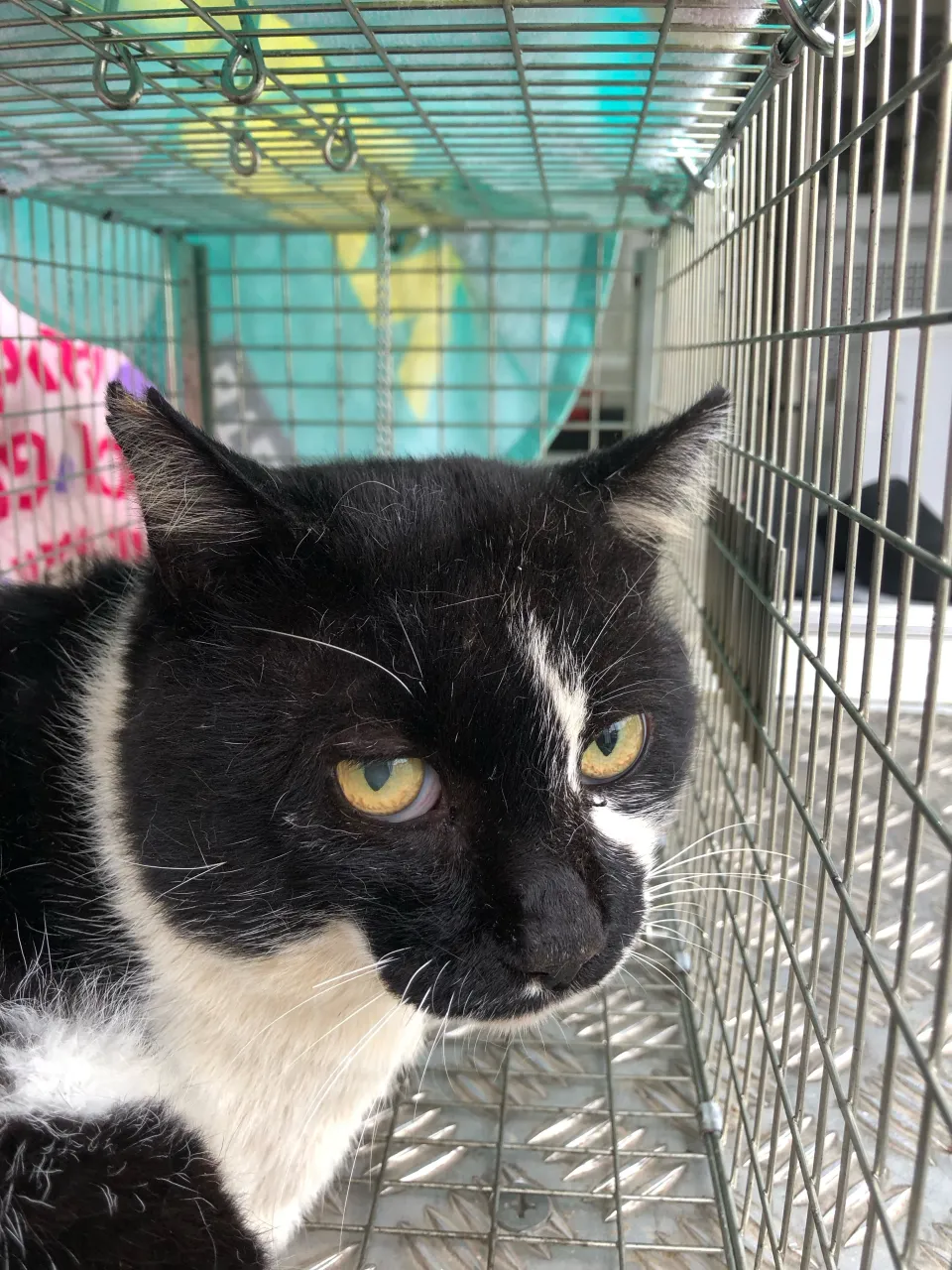 野良猫さん3匹の手術をしてきました。