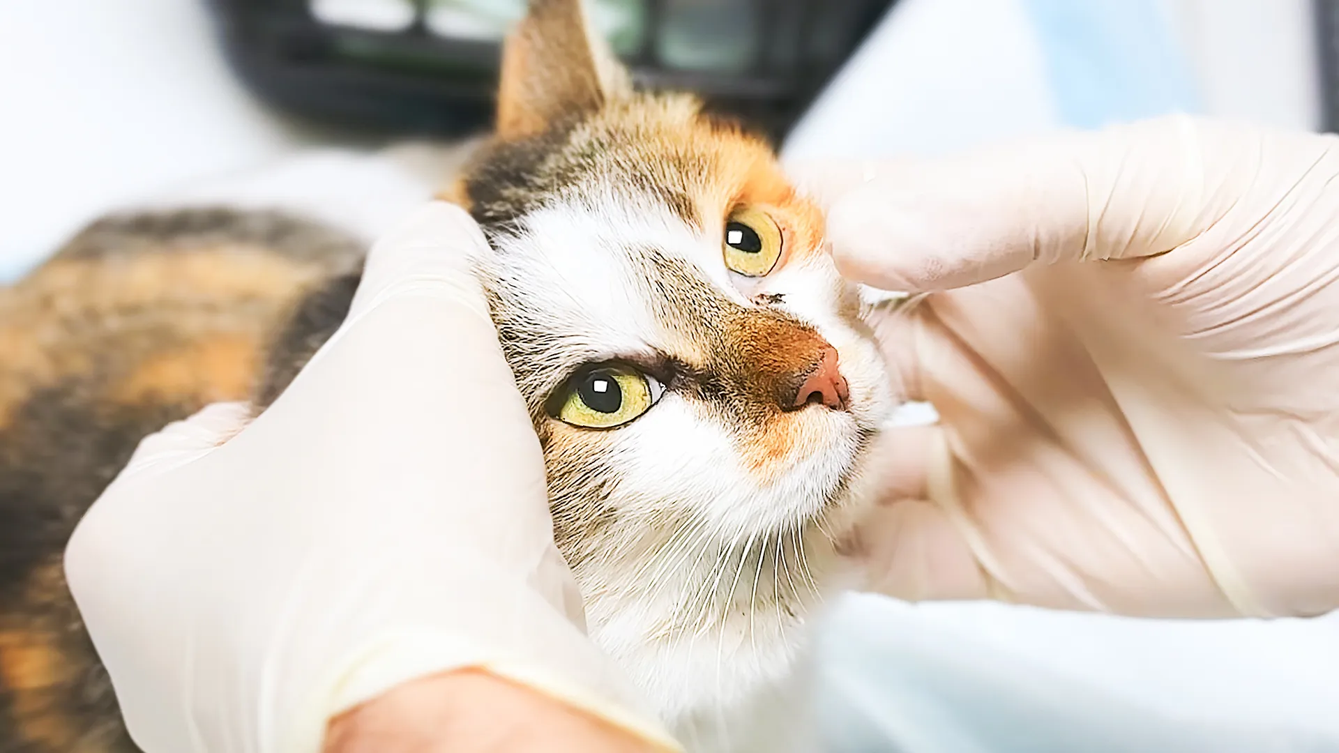 Wish Spay Clinic