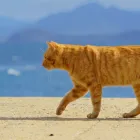 プライバシーポリシー