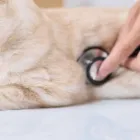 保護