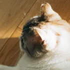 院長あいさつ